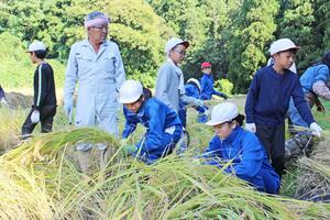 棚田で吉谷小の児童と共に稲刈りをする「楽しむ会」の川上直栄さん＝２０２４年９月、小千谷市東吉谷