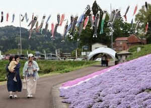 見頃を迎えているシバザクラ＝上越市板倉区
