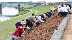 「7・13水害復興植栽」として、一ノ木戸商店街裏手の五十嵐川の堤防に芝桜を植える参加者=三条市