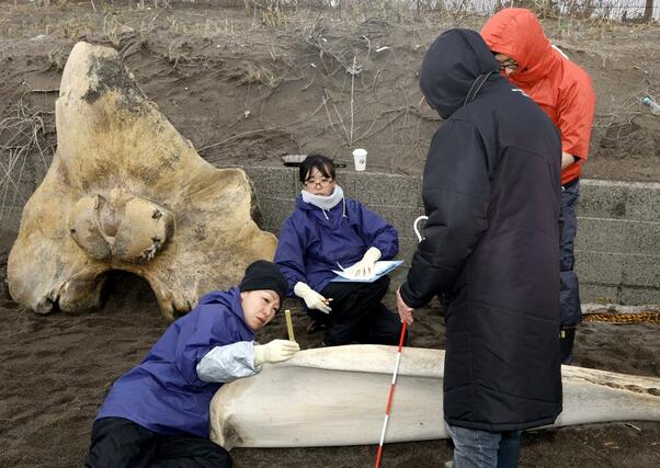 骨の大きさを計測する田島木綿子研究主幹ら=6日、上越市柿崎区