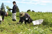 需要急増のヨモギ、ＪＡえちご上越が生産・供給強化　休耕田活用、販売単価引き上げ…福祉事業所に出荷作業委託も