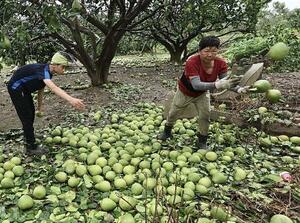 台風4号の影響で落下したブンタンを処理する人=8日、台湾台南市(中央通信社=共同)