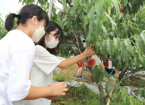 刈羽村特産の砂丘桃を収穫する刈羽小5年生=刈羽村刈羽