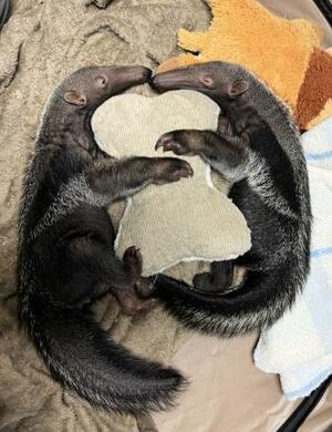 寄り添って休むオオアリクイの双子=3日(よこはま動物園ズーラシア提供)