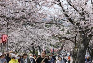 満開になった高田城址公園の桜＝４月８日、上越市
