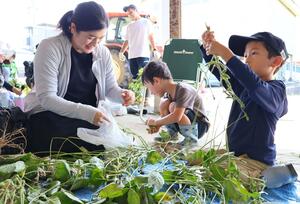 枝豆の収穫を体験する親子連れ=新潟市西区黒鳥