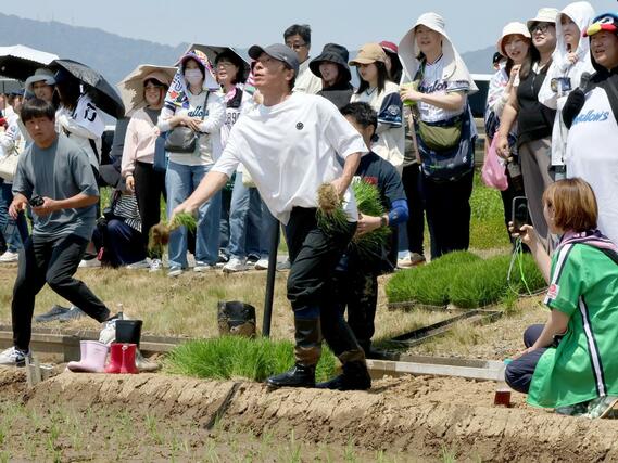 あぜから田んぼにいる参加者へ苗の束を投げ渡す高津臣吾さん＝燕市吉田西太田