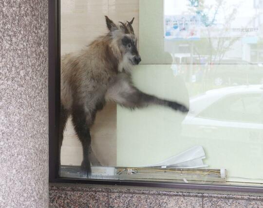 カモシカが現れて行内に侵入した第四北越銀行柏崎支店＝４月２７日、柏崎市駅前２