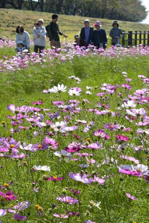 ピンク色のコスモスが咲く関川右岸の河川敷＝上越市の関川大橋付近