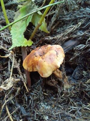 食中毒になった男性が採取した付近にあったドクササコ（南魚沼保健所提供）