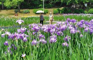 開幕した「しばたあやめまつり」。午前中から観光客らが次々と訪れた=18日、新発田市五十公野