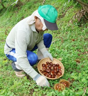 ふっくらとした大粒のクリを拾う飯岡佐治雄さん=9月13日、加茂市狭口