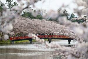 　見頃を迎えた、国内有数の桜の名所として知られる青森・弘前公園の桜＝１５日午後、弘前市