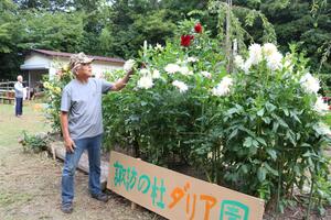 佐々木五三郎さんを中心に地元住民らで神社境内に整備されたダリアの花壇=佐渡市田切須