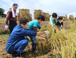 棚田で稲刈りを楽しむオーナーら=出雲崎町勝見