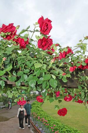 色とりどりの花が咲き誇る「みつけイングリッシュガーデン」=17日、見附市新幸町