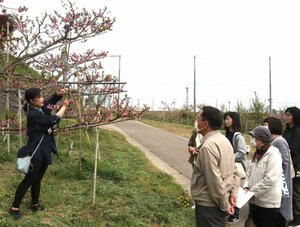 濃いピンク色の花が咲いた桃畑を散策する来場者=刈羽村刈羽