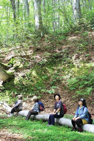 樽田の森での森林浴で、心身をリフレッシュする