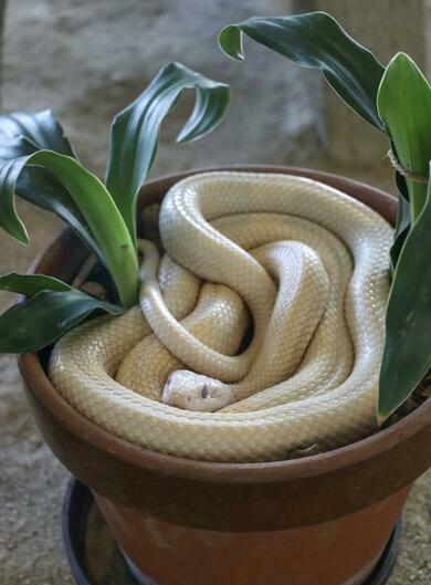 ありがたい」シロヘビ、なぜ山口県岩国市で生息？ 国の天然記念物、巳