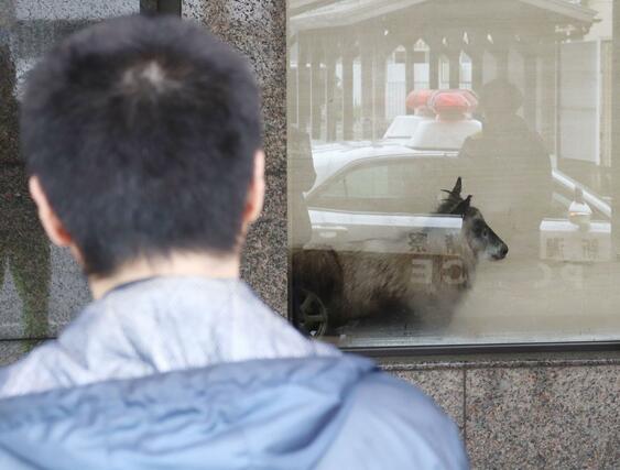 カモシカが現れて行内に侵入した第四北越銀行柏崎支店＝４月２７日、柏崎市駅前２