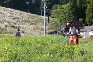 ぶどうスキー場の営業再開に向けて行われた草刈り=村上市蒲萄