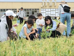 スコップでチューリップの球根を掘り起こす参加者＝３日、新潟市中央区