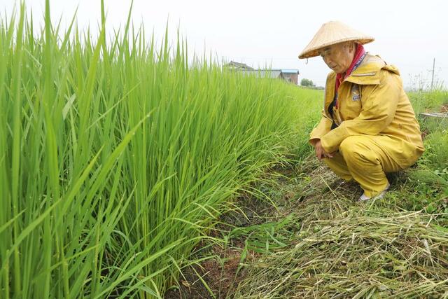 出穂期を迎えた田んぼを見つめるアグリ・システムの斎藤斗南代表=5日、新発田市