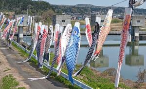渋海川に沿ってはためくこいのぼり＝長岡市岩田