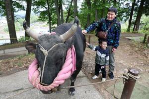 牛との触れ合いを楽しむ来場者＝２９日、長岡市山古志南平