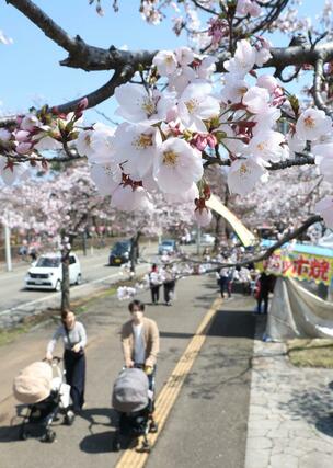 ３日、高田城址公園
