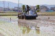 極早生米「葉月みのり」の田植え、柏崎市でスタート！県内先駆け、8月下旬に販売見込み