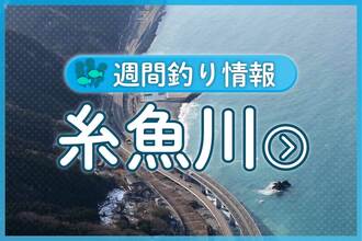 日中は豆アジが好調、夜は大きいアジがかかり始めた