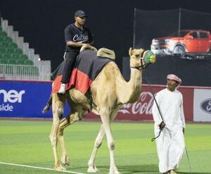 ベースボール・ユナイテッドの試合でラクダに乗って登場する選手=2025年11月、UAE・ドバイ郊外(ベースボール・ユナイテッド提供・共同)