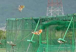 石川県羽咋市で新たに放鳥されたトキ=14日(ユーチューブの石川県公式チャンネルから)