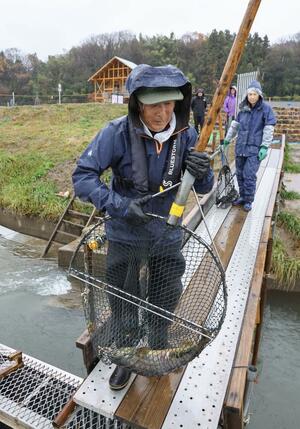 川に仕掛けを設け、鮭を落としかごへ誘導する三面川のウライ漁。今年は深刻な不漁に直面している＝３日、村上市