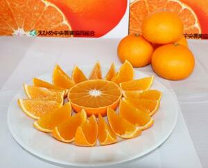 愛媛県産の高級かんきつ「紅まどんな」