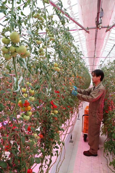 長岡市とINPEX、ミニトマト栽培の実証事業大詰め…収量、品質