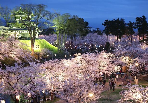 満開となった高田城址公園の夜桜＝５日、上越市