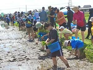 田植えをする首都圏の子どもら=阿賀野市笹神地区