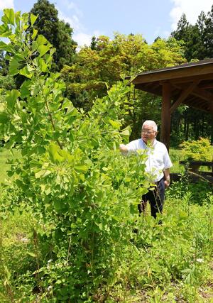 すくすくと成長している「大イチョウ」の子孫の木=長岡市不動沢