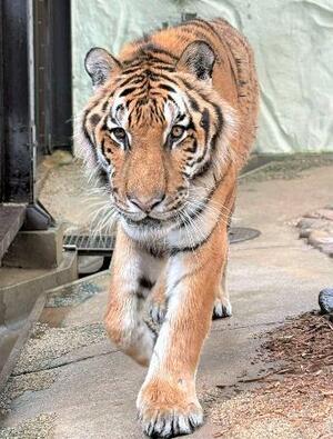 　国内最高齢だったアムールトラの「カイ」＝２０２５年６月、福岡市動物園（同園提供）