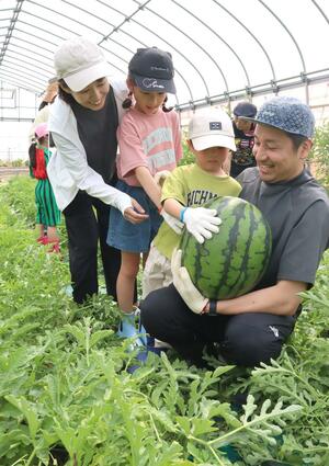新潟市西区の名産「新潟すいか」を収穫する親子=20日、新潟市西区赤塚