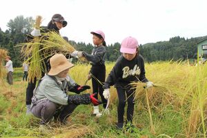 稲刈りを体験する武蔵野市の親子ら=9月7日、長岡市小国町横沢