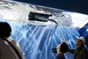 県立琵琶湖博物館のビワコオオナマズのおなか側を観察できる新たな水槽=11日午前、滋賀県草津市