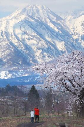 妙高山に現れた雪形「跳ね馬」＝８日、妙高市