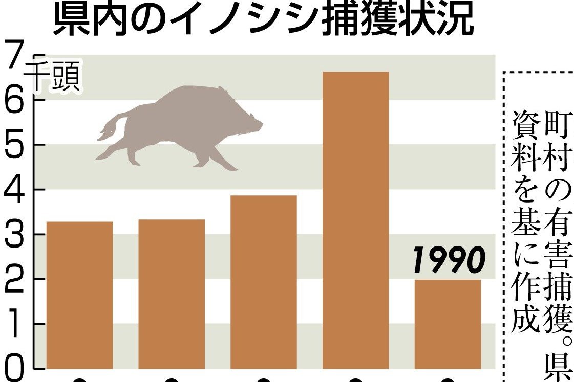 新潟県内イノシシ捕獲数が過去最多、4〜10月に1990頭 個体数の増加が