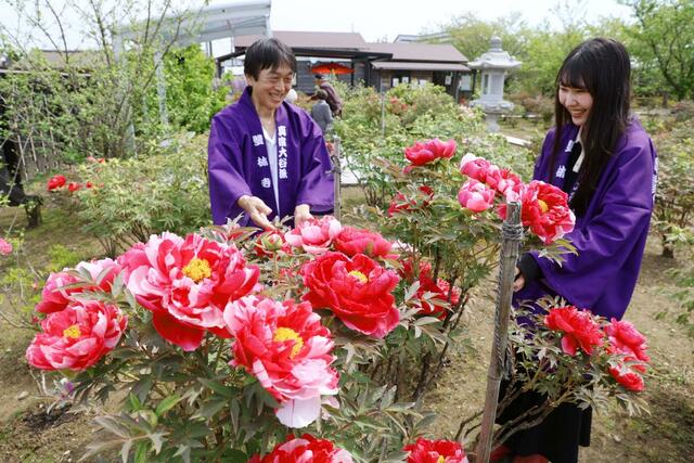 雙林寺の境内で見頃を迎えたボタン＝２８日、長岡市下沼新田