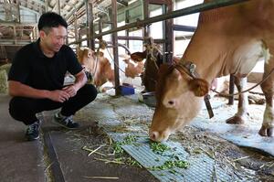 規格外品となった枝豆をガンジー牛に与える加勢健吾さん=長岡市根小屋