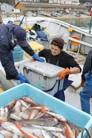水揚げした魚を次々に港へ上げていく黛隼樹さん。船頭になることを目指して働く=2月末、長岡市の寺泊漁港