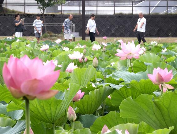 高田城址公園の外堀に咲くハス=18日、上越市